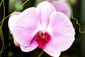 Purple and white spoted orchids isolated on the black background, Wellington botanic garden, New Zealand