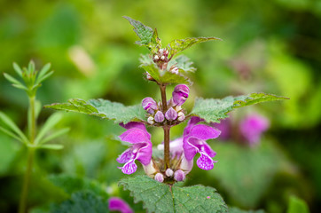 Lamium purpureum, known as red dead-nettle, purple dead-nettle, or purple archangel, is a herbaceous flowering plant of the Lamiaceae family. Cut-Leaved Dead-Nettle (Lamium purpureum). Flower Closeup.