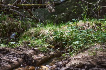 small forest stream on a Sunny day