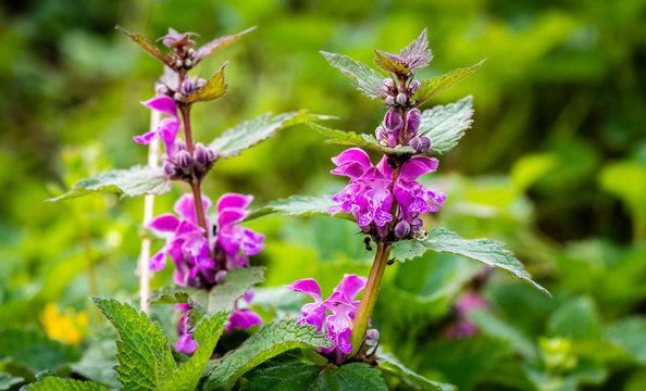 Lamium purpureum, known as red dead-nettle, purple dead-nettle, or purple archangel, is a herbaceous flowering plant of the Lamiaceae family. Cut-Leaved Dead-Nettle (Lamium purpureum). Flower Closeup.