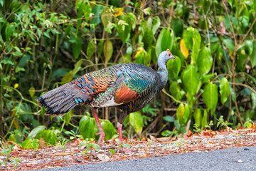 Ocellated turkey, Meleagris ocellata, single bird on grass by the road to Tikal national park,...