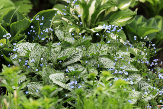 Beautiful variegated foliage of Brunnera macrophylla, with tiny blue Flowers amongst other green lush foliage in the perennial garden.