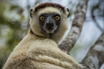 Lemur Madagascar