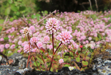 small pink flowers on azores islands