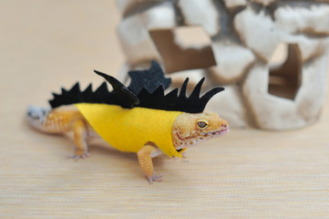 Cute gecko eublepharis in dragon costumes walk on a light background