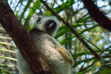 Lemur in Madagascar
