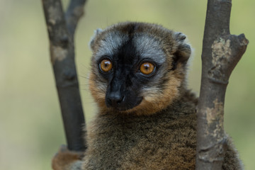 Lemur in Madagascar
