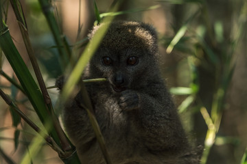 Lemur Madagascar