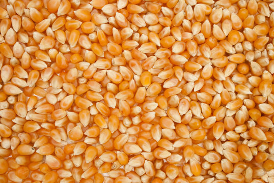 The yellow background of close up dry corn grain.