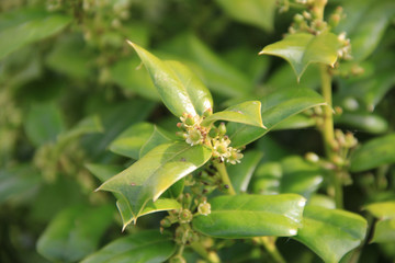 Ilex cornuta bush on a sunny day on springtime. Holly tree in bloom with small yellow flowers on branch in the garden
