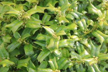 Ilex cornuta bush on a sunny day on springtime. Holly tree in bloom with small yellow flowers on branch in the garden
