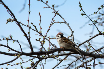 common Sparrow on a spring branch with buds against the sky