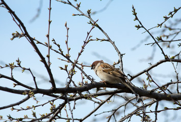 Sparrow on a spring branch with buds against the sky