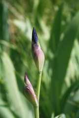 Purple Iris blossom ready to bloom in the garden.Iris plant in the flowerbed on springtime
