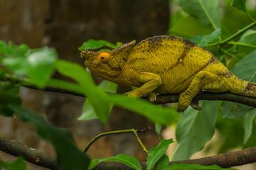 Cameleont in Madagascar