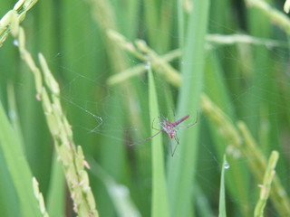 rice plant in the local field, The padding that makes farmer excited 