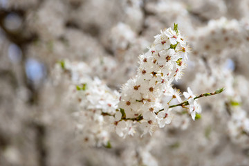 Flowering white tree at springtime. Branch of blossoming cherry plum with unblown buds selective focus over out of focus flowering background with copyspace.