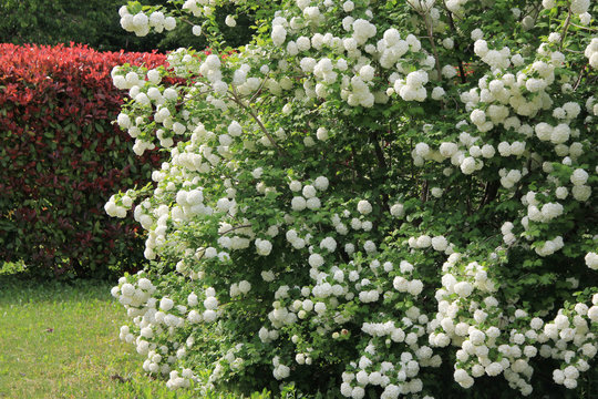 Viburnum opulus with many white flowers against a Photinia hedge on springtime. Snowball bush in the garden on a sunny day
 - Powered by Adobe