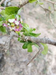 blooming apple tree