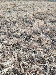 dry grass in the wind