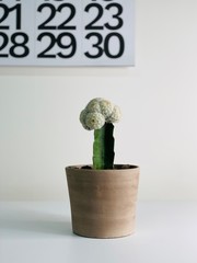 cactus in a pot calendar background