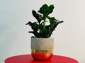 money tree in a golden painted  pot on the red table modern design interior 