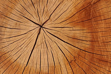 Radial Wood Grain Pattern in Natural Tree Cross Section