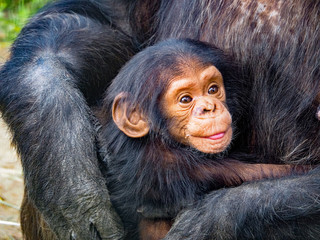 mother and baby monkey © Fend