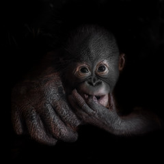 little orangutan monkey cub looks seriously, mother's hand.