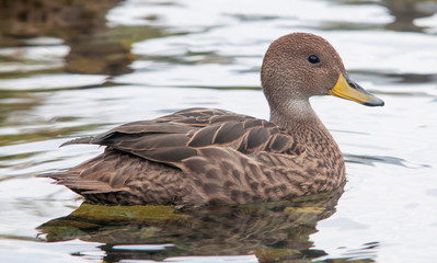 Obraz premium South Georgia Pintail, South Georgia