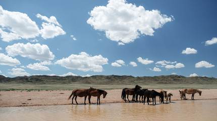 Wild horses near the road in canyon charyn