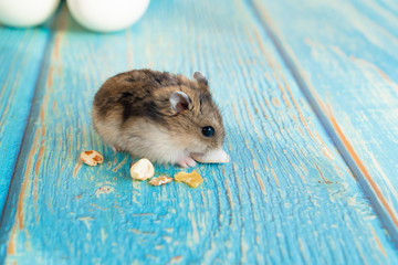 A mouse or hamster eats the grain on the turquoise wooden table. feeding Pets.