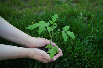 Young seedling tomato in the hands of an woman on a background of green grass. The farmer carefully holds the plant before planting in the ground. Work in the spring in the vegetable garden. Close-up.