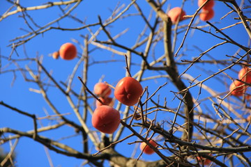 たくさん実が残った柿の木