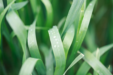 Lush green grass. Spring background. Drops of dew on the leaves. Copy space. Fresh bright texture.