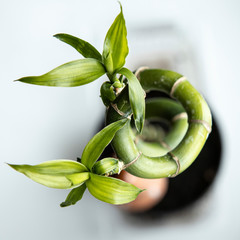 beautiful indoor spiral plant. The view from the top. Bamboo young leaves. A symbol of regeneration...