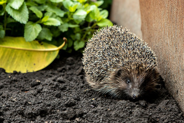 Close-up portrait of a hedgehog. A wild animal in the home garden © Kateryna