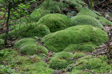 Fototapeta premium green moss Leucobryum glaucum in the natural ecosystem. Leucobryum glaucum, commonly known as leucobryum moss or pin cushion moss, is a species of haplolepideous mosses of the family Leucobryaceae.