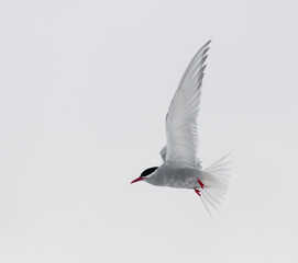 Adult Antarctic Tern in breeding plumage in flight, Antarctic Peninsula