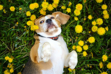 cute dog breed Beagle funny lies paws up on a green meadow among blooming yellow dandelions