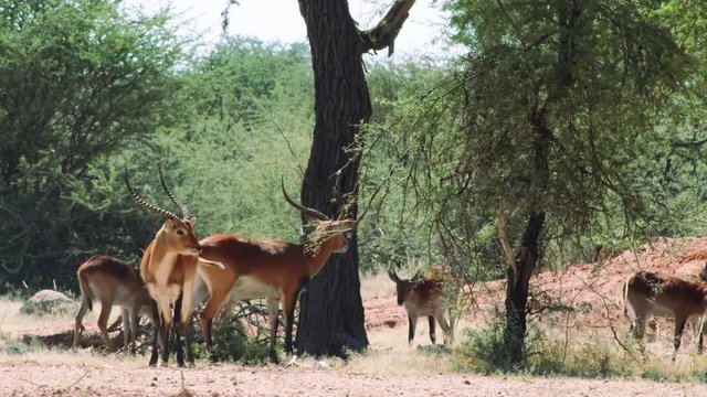 Bunch of Impalas standing around and eating grass in the shade under a big tree in daylight