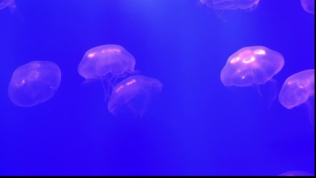 Jellyfish swim gracefully in blue water.