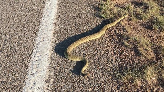 Prairie rattles snake crossing paved road in the morning sunshine.