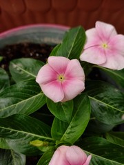 Vinca Flower (Close-up)