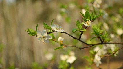 Branch with flowers on a tree background.