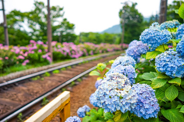 Obraz premium 【神奈川県 箱根】箱根登山鉄道沿いのアジサイ