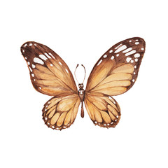 Butterflies pattern set. Print, textile. Watercolor hand-drawn. Insects, wildlife. Vintage, retro style, sketch.