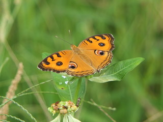 Sundew flowing on top of the grass And I fly happily