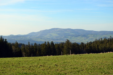 Grüne Wiesen in Breitnau im Schwarzwald
