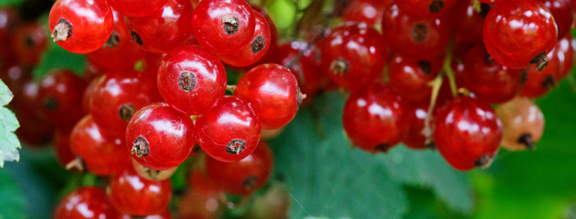 Red Currant hanging on a bush in the garden.